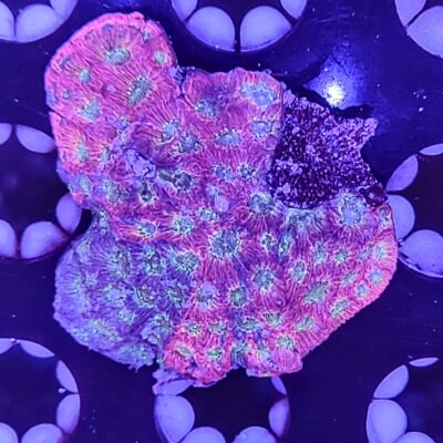 Jason Fox Day-Glo Favites
