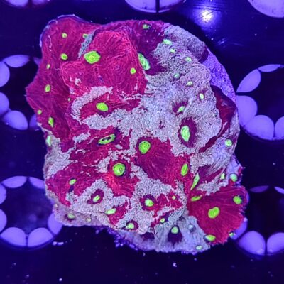 War Coral (Favites Pentagona)