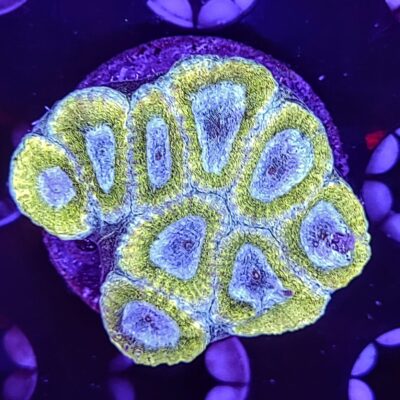 Green Favia