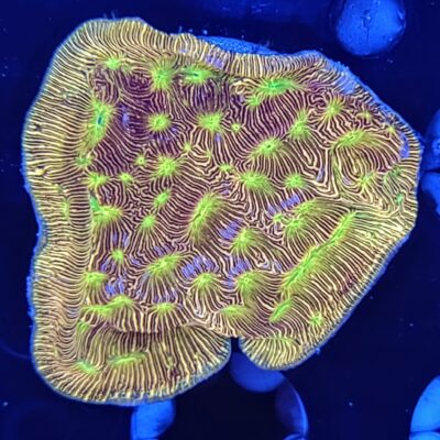 Jack-o-Lantern Leptoseris