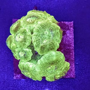 Kryptonite Candy Cane