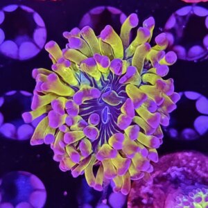 Purple Tip Frogspawn