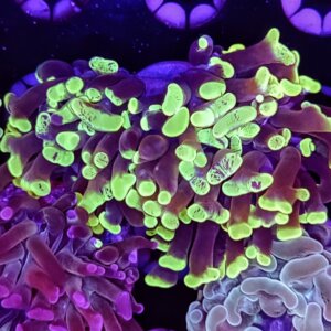 Toxic Splatter Hammer