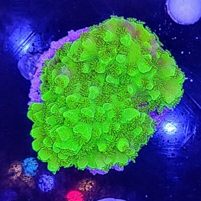 Bali Green Slimer Acropora