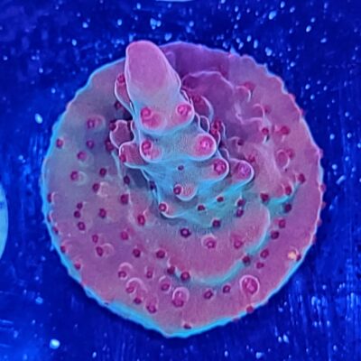 JF Fox Flame Acropora
