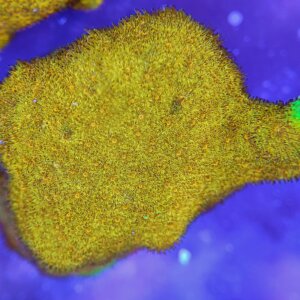 Watermelon Psammocora