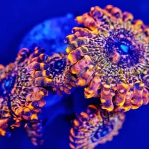 Orange zoanthid