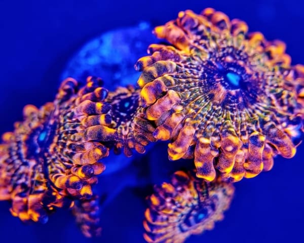 Orange zoanthid