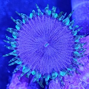 purple death
