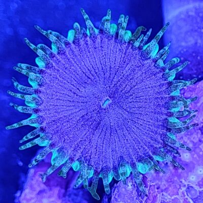 purple death