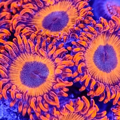 Orange Oxide