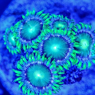 Radioactive Dragon Eye