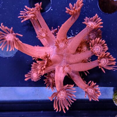 Flaming Red Goniopora