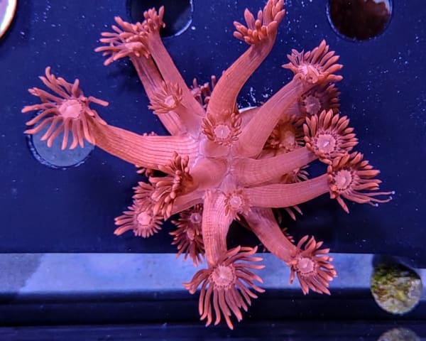 Flaming Red Goniopora