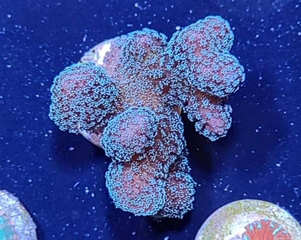 Rainbow Pocillopora