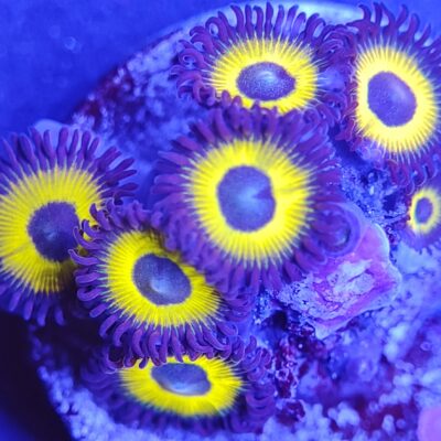 Yellow Submarine