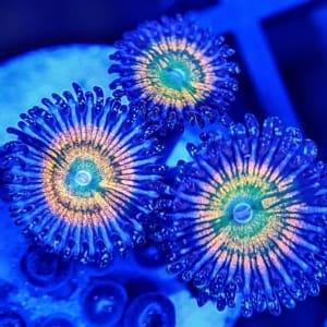 Green, yellow and blue zoanthids