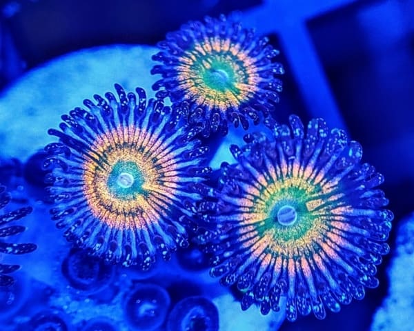 Green, yellow and blue zoanthids