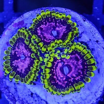 Purple Monsters