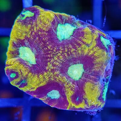JF Gold Rush Favia