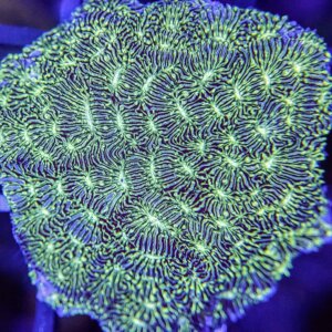 Neon Green Encrusting Pavona