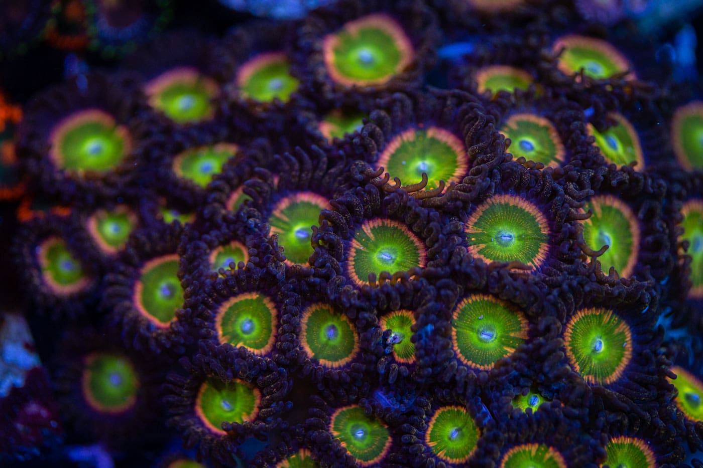 A vibrant variety of Zoanthids showcasing neon greens, reds, and oranges