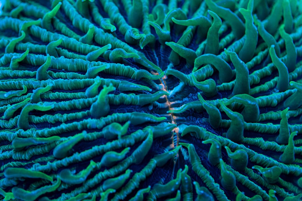 Green coral photographed under reef aquarium lighting