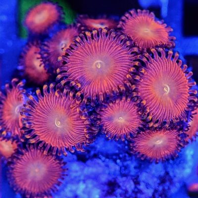ATL Triple Reds