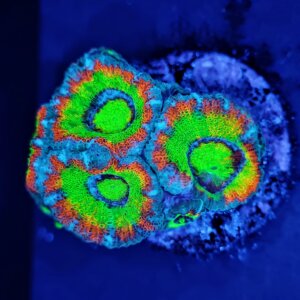 Holy Grail Micromussa