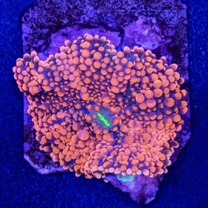 Pink Ricordea Yuma Mushroom