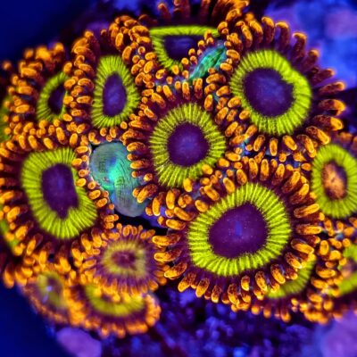 Fruit Loops