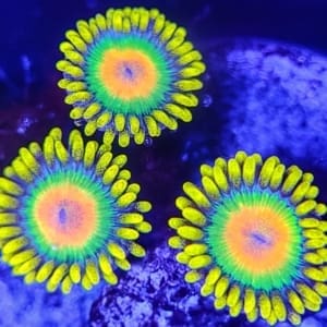 Orange, green blue and yellow zoanthids