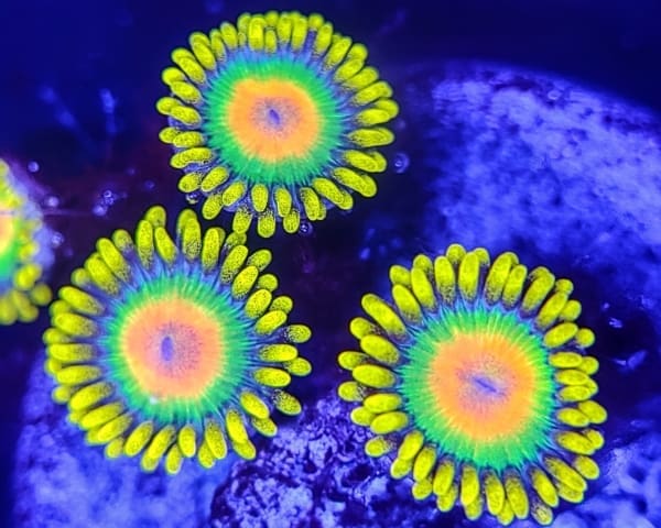 Orange, green blue and yellow zoanthids