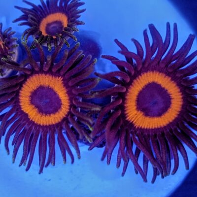 WWC Red Rings