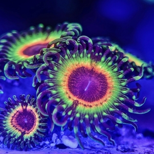 Zoanthid