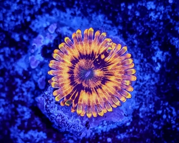 ElCorazon ZOanthid