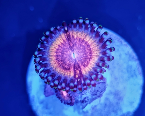 cc Blood sucker zoa