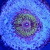 Zoanthid