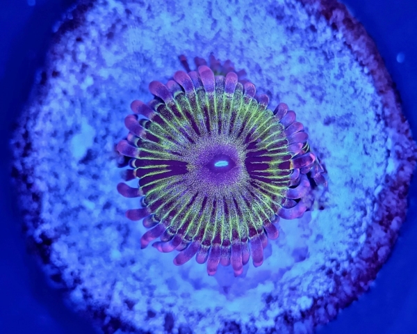 Zoanthid