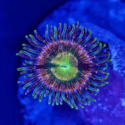 Kraken Zoa
