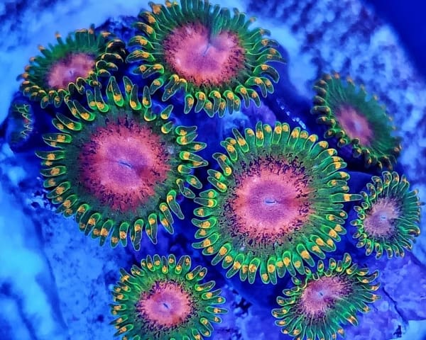 Zoa Frag