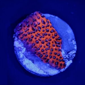 Mystic Sunset Montipora