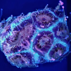 Frozen Flame Goniastrea (Favia)