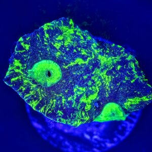 Predators Blood Favia