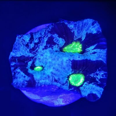 Moon Stone Favia