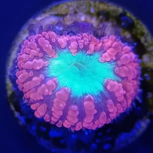 Red and Blue Blasto (Blastomussa Wellsi)