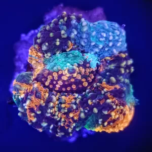 Tye Dye Acanthastrea Echinata