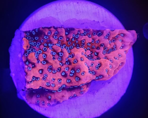 Dragon Fruit Montipora