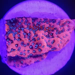 Dragon Fruit Montipora