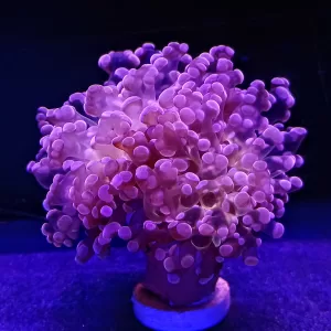 Pink Frogspawn (Fimbriaphyllia Paradivisa)